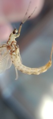 Ephemeroidea