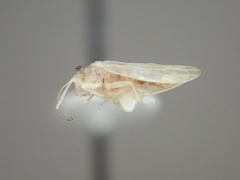 Psyllinae