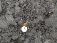 Aoaraneus pentagrammicus