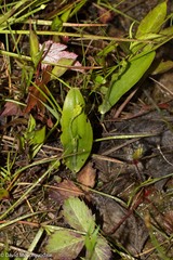 Platanthera clavellata