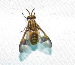 Chrysops flavidus