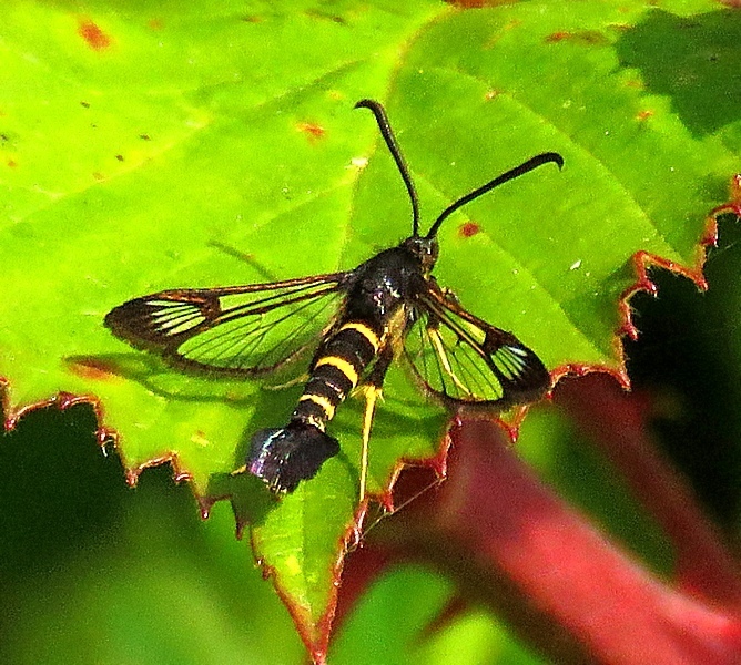 Sallow Clearwing