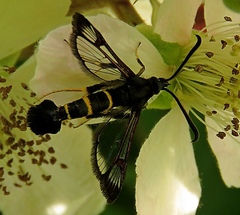 Synanthedon flaviventris