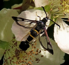 Synanthedon flaviventris
