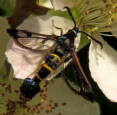 Synanthedon flaviventris