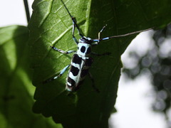 Paraglenea swinhoei
