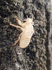 Cicada orni