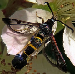 Synanthedon flaviventris