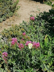 Gonepteryx cleopatra