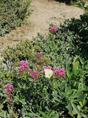 Gonepteryx cleopatra