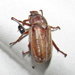 Polyphylla occidentalis