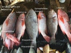 Priacanthidae