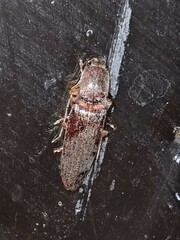 Conoderus tabidus