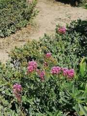 Gonepteryx cleopatra