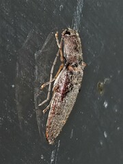Conoderus tabidus