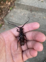 Aegosoma sinicum sinicum