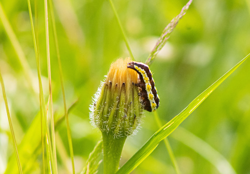 Cucullia lucifuga