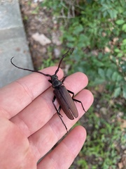 Aegosoma sinicum sinicum