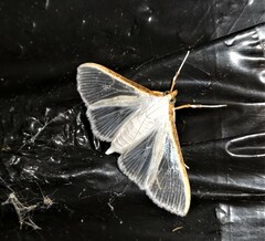 Stemorrhages amphitritalis