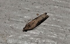 Statherotis pendulata