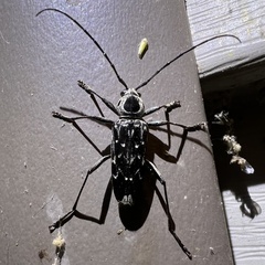 Sarosesthes fulminans