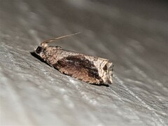 Statherotis pendulata