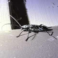 Sarosesthes fulminans