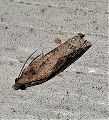 Statherotis pendulata