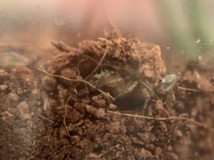 Habronattus texanus