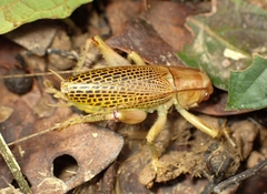 Ocellarnaca