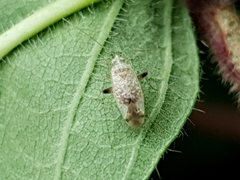 Compsidolon salicellum