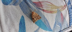 Diarsia mendica