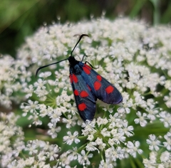 Zygaena viciae