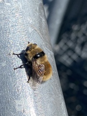 Cephenemyia stimulator