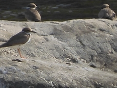 Charadrius placidus