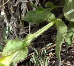 Silene parishii