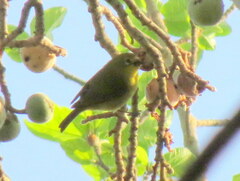 Zosterops anderssoni