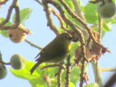 Zosterops anderssoni