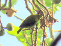 Zosterops anderssoni