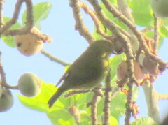 Zosterops anderssoni