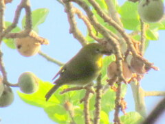 Zosterops anderssoni