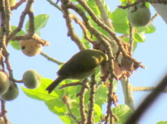 Zosterops anderssoni