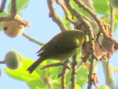 Zosterops anderssoni