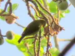 Zosterops anderssoni