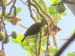 Zosterops anderssoni