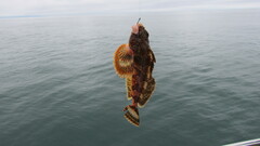 Hemilepidotus papilio