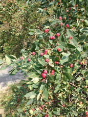 Lonicera × muendeniensis