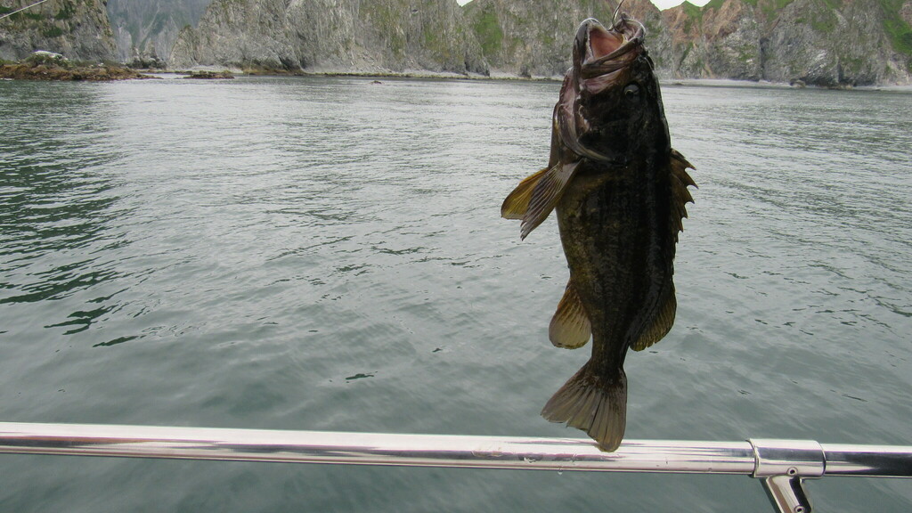 Photo of a Gray Rockfish