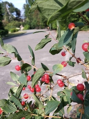 Lonicera × muendeniensis