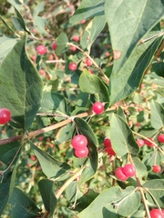 Lonicera × muendeniensis